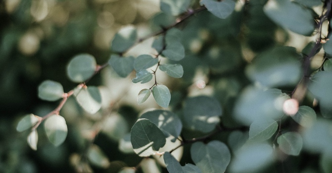 Northern Resilience Wellness Program Intake